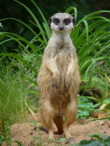 meerkat-854590_1920