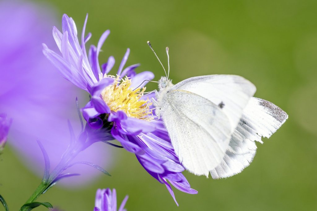 Cabbage White butterfly preparing to eat my vegetables this year...!